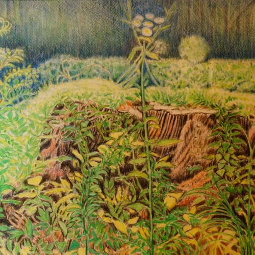 成川けい子「神代植物公園の切り株」