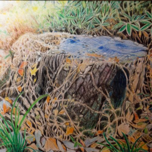 成川けい子「神代植物公園の切り株」